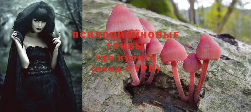 купить наркоту  Новозыбков  Галлюциногенные грибы Magic Shrooms 